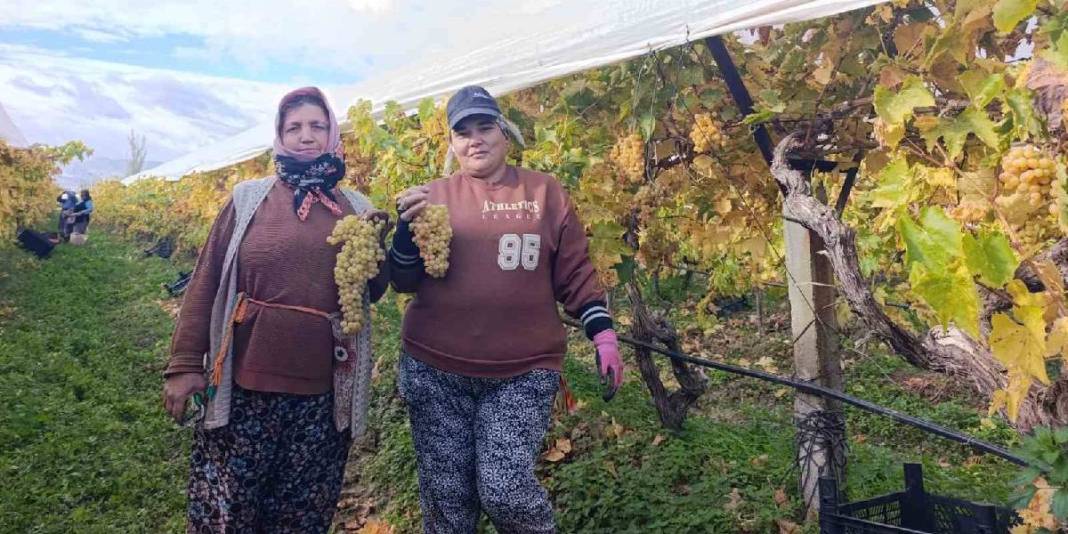 Aralık ayına rağmen hasat sürüyor! Örtü altı üretimde kalite ve verim farkı: Kilosu 35 TL’den cepleri de güldürüyor 2